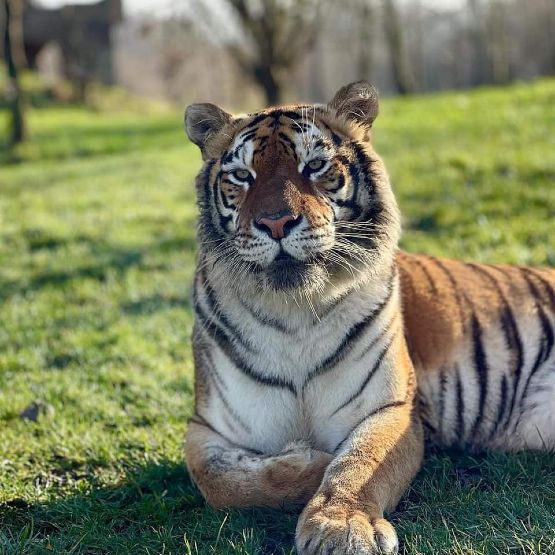 Lincolnshire Wildlife Park